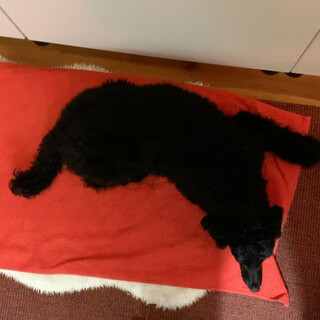 morgens wartet frida immer sehr geduldig auf mich bevor wir losgehen. ihr aufbruchsignal ist, wenn ich mir …