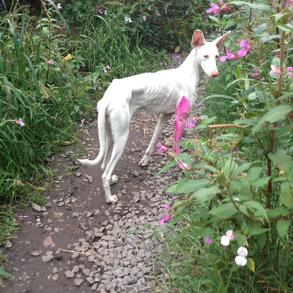 hund mit rosa bein