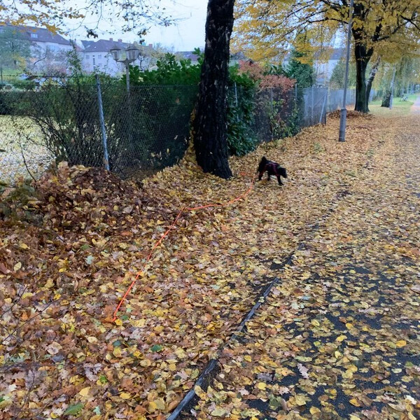 im herbst lässt sich der fut­ter­beu­tel am bes­ten ver­ste­cken. #na­sen­ar­beit