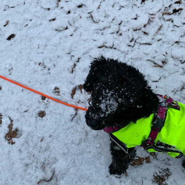 der schnee h&auml;lt.