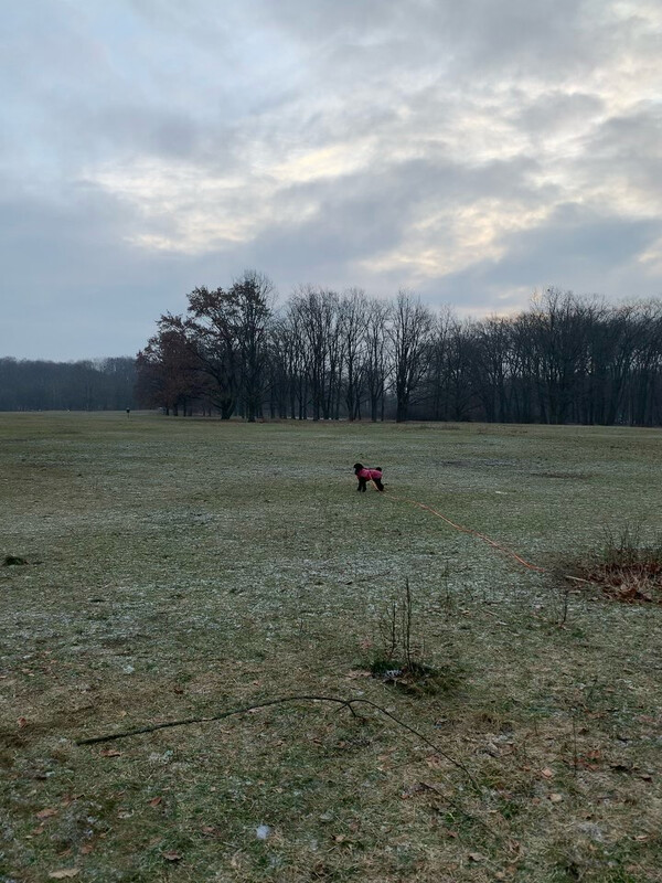 wenn ich mor­gens 6 ki­lo­me­ter lau­fe, dürf­te fri­da mor­gens so um die 12 lau­fen.