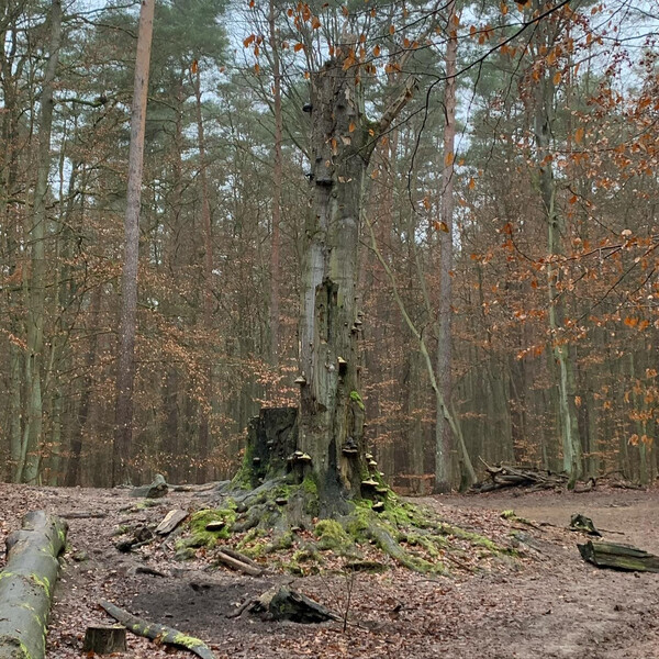 heu&shy;te fr&uuml;h wie&shy;der im te&shy;ge&shy;ler forst und im ne&shy;bel