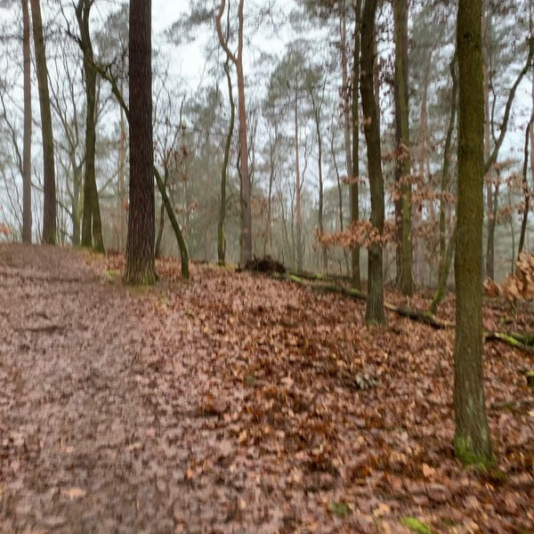 heu­te früh wie­der im te­ge­ler forst und im ne­bel