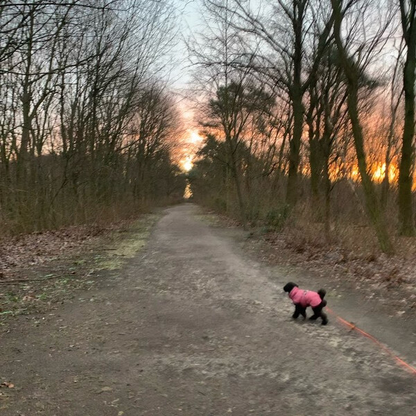 heu­te (diens­tag) früh in den reh­ber­gen.