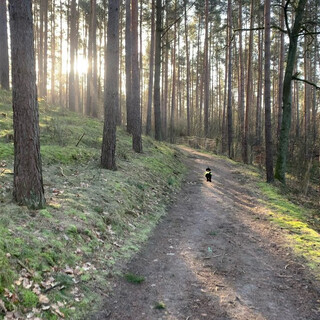 tegeler forst