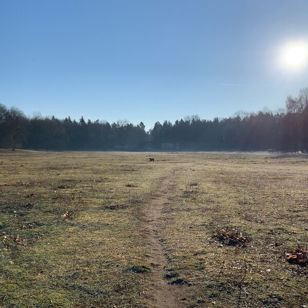 viel son&shy;ne in den reh&shy;ber&shy;gen heu&shy;te.