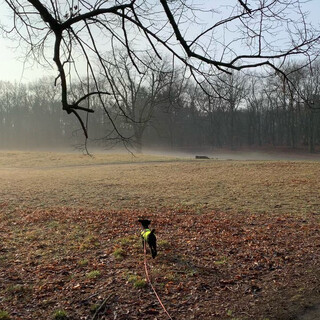 jetzt isses morgens wieder romantisch in den rehbergen.