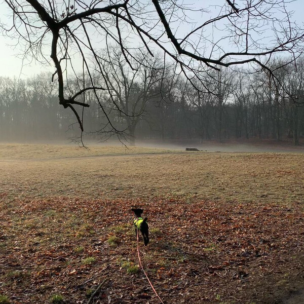 jetzt is&shy;ses mor&shy;gens wie&shy;der ro&shy;man&shy;tisch in den reh&shy;ber&shy;gen.