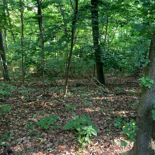 man sieht&rsquo;s im vi&shy;deo nicht be&shy;son&shy;ders deut&shy;lich, aber das m&uuml;ss&shy;te ein dachs sein. mit&shy;ten in den reh&shy;ber&shy;gen. &hellip;