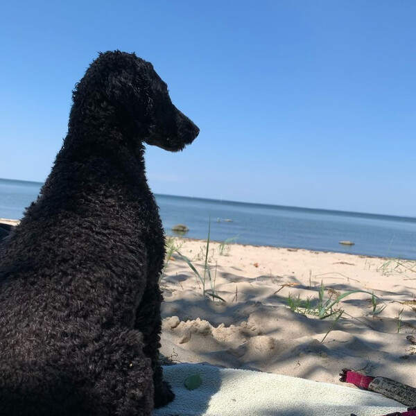 🏝