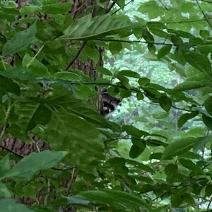Photo by felix schwenzel in Volkspark Rehberge. Keine Fotobeschreibung verfügbar..