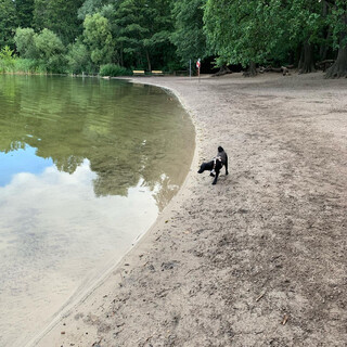 Photo by felix schwenzel in Hundestrand Grunewaldsee. Keine Fotobeschreibung verfügbar..
