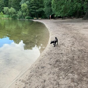 Photo by felix schwenzel in Hundestrand Grunewaldsee. Keine Fotobeschreibung verfügbar..