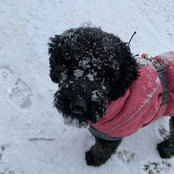 schnee­ge­sich­ter