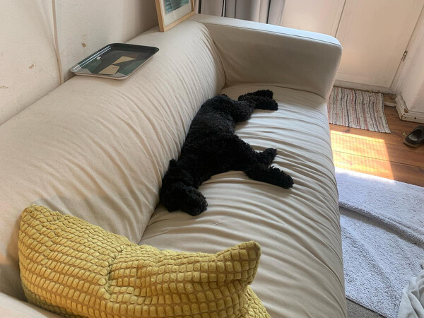 wenn ich fri­da so sehe, will ich mich auch gleich wie­der hin­le­gen.