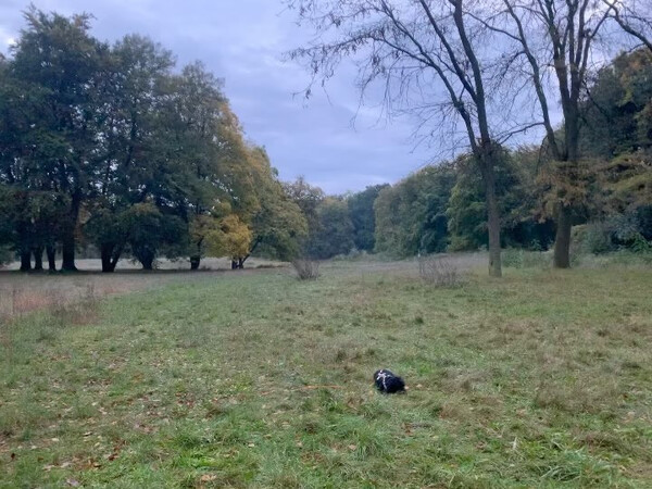 also wir mö­gen das wet­ter. und nen fuchs ha­ben wir auch ge­stellt.