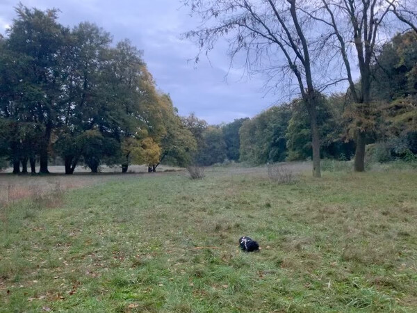 also wir m&ouml;&shy;gen das wet&shy;ter. und nen fuchs ha&shy;ben wir auch ge&shy;stellt.