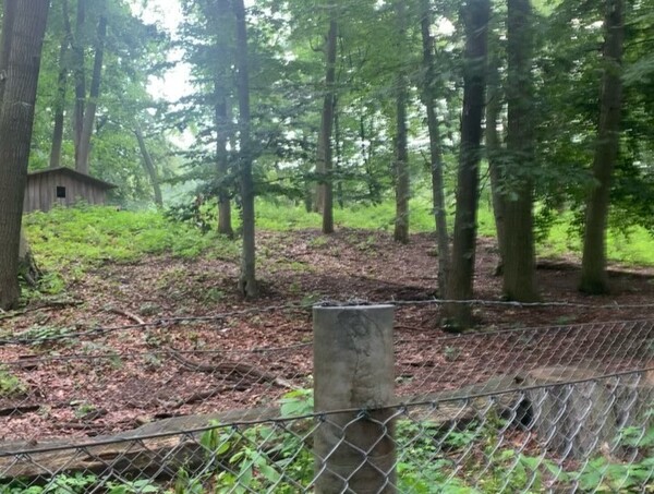 fuchs im wild­schwein­ge­he­ge, pu­del in den reh­ber­gen