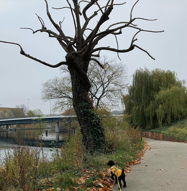 m&ouml;g&shy;li&shy;cher&shy;wei&shy;se hat der knor&shy;ri&shy;ge baum fri&shy;da an&shy;ge&shy;knorrt.