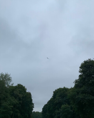 wer kann mir wohl sagen welchen krähenart oder rabenvogel art das ist? der ruf ist definitiv anders als der …