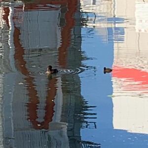 ente und kü­cken in be­mal­tem was­ser. #mor­gen­spa­zier­gang