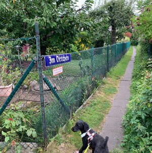 foto eines strassenschildes in einer gartensiedlung auf dem steht „im örtchen“. dadrunter ein schild mit der aufschrift „fahrräder abstellen nicht gestattet“. auf diesem bild sieht man auch frida, unseren pudel.
