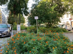 das foto zeigt ein blütenmeer an der ecke kamneruner- und togostrasse im wedding. man sieht büsche mit orangenen blüten dun dahinter grossgewachsene sonnenblumen.