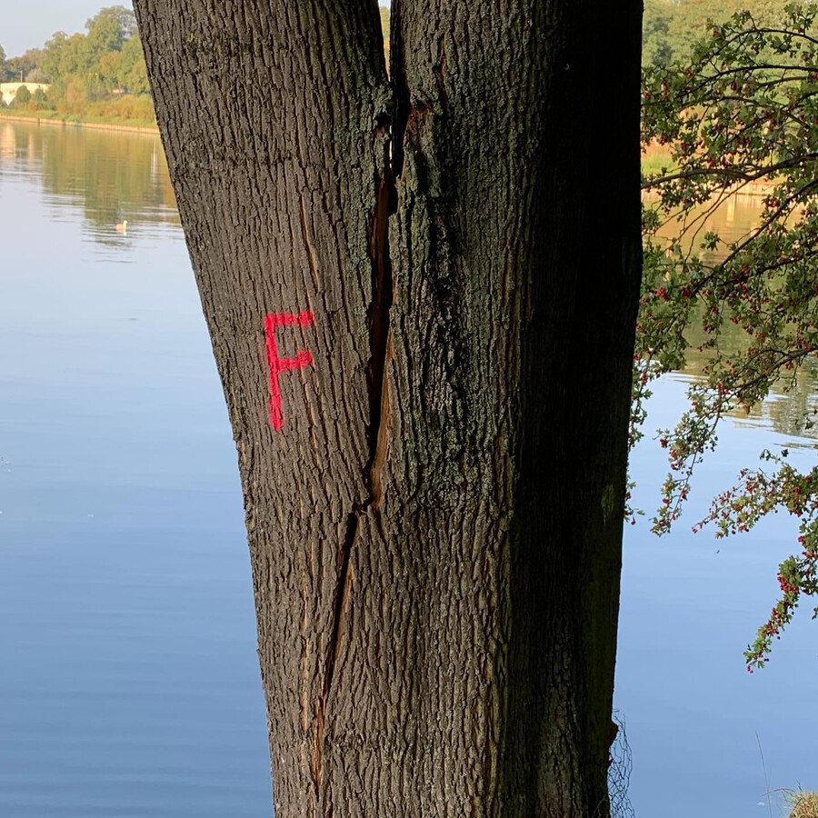 bild eines lebenden baumstamms am kanal gegenüber dem behala-gelände der gespalten ist und mit einem F markiert ist.