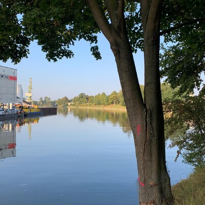 bild eines baum am kanal gegenüber dem behala-gelände der einen gespalten stamm hat und mit einem F markiert ist.