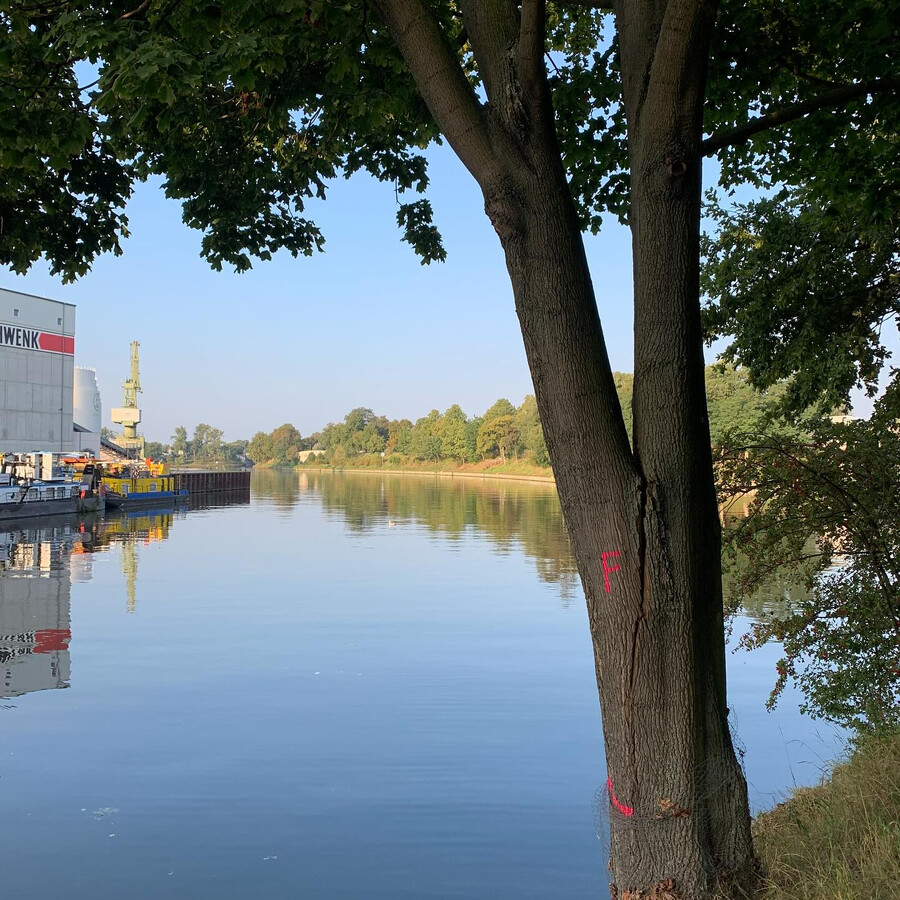 bild eines baum am kanal gegenüber dem behala-gelände der einen gespalten stamm hat und mit einem F markiert ist.