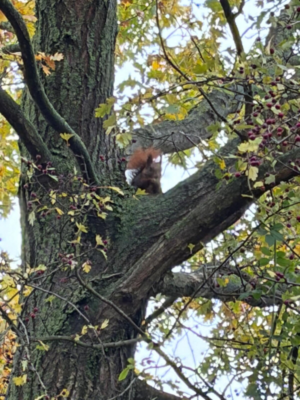 eichh&ouml;rnchen