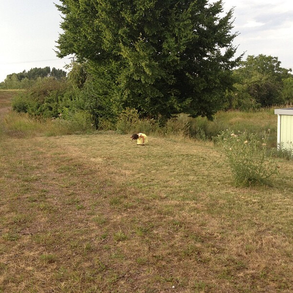 gras&shy;h&uuml;p&shy;fer