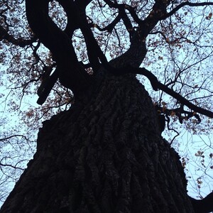 Photo by felix schwenzel in Schlosspark Niederschönhausen. Keine Fotobeschreibung verfügbar..