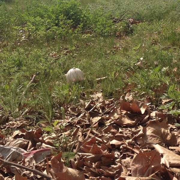 wild&shy;spar&shy;schwein