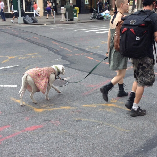 pret a chien.