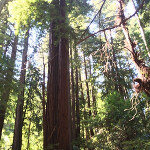 Photo by felix schwenzel in Muir Woods National Monument. Keine Fotobeschreibung verfügbar..
