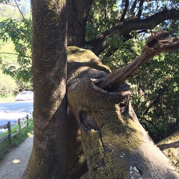 la&shy;chen&shy;der baum frisst ver&shy;trock&shy;ne&shy;ten arm.