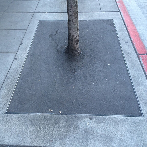 ein&shy;ge&shy;gos&shy;se&shy;ner baum.