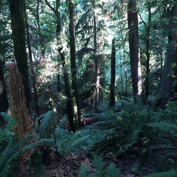 fif&shy;ty shades of green.