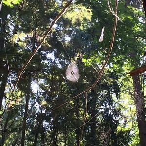 Photo by felix schwenzel in Big Finn Hill Park. Keine Fotobeschreibung verfügbar..