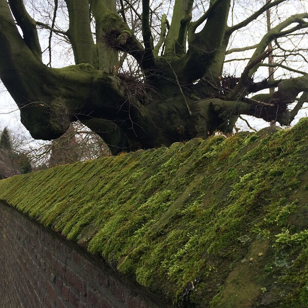 al&shy;ter fried&shy;hof in roer&shy;mond