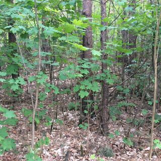 wir waren im wald. mehr dazu auf wirres.net/7671